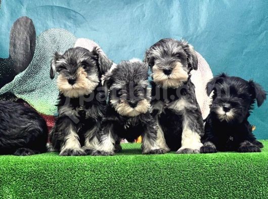 Mi̇nyatür Schnauzer Yavrusu