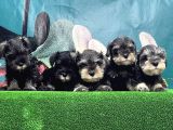 Mi̇nyatür Schnauzer Yavrusu