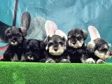 Mi̇nyatür Schnauzer Yavrusu