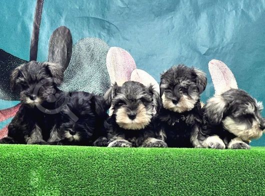 Mi̇nyatür Schnauzer Yavrusu görsel