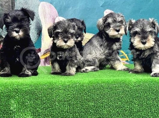 Mi̇nyatür Schnauzer Yavrusu görsel