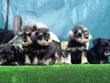 Mi̇nyatür Schnauzer Yavrusu
