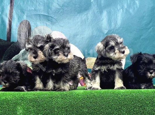 Mi̇nyatür Schnauzer Yavrusu görsel