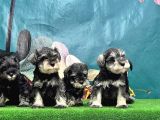 Mi̇nyatür Schnauzer Yavrusu