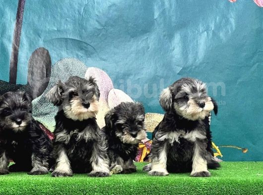 Mi̇nyatür Schnauzer Yavrusu görsel