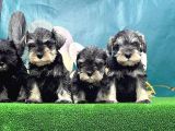 Mi̇nyatür Schnauzer Yavrusu