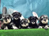 Mi̇nyatür Schnauzer Yavrusu