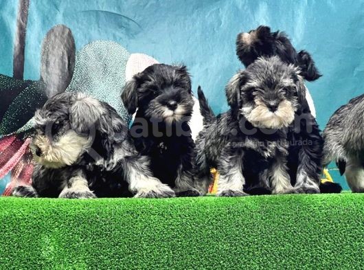 Mi̇nyatür Schnauzer Yavrusu görsel
