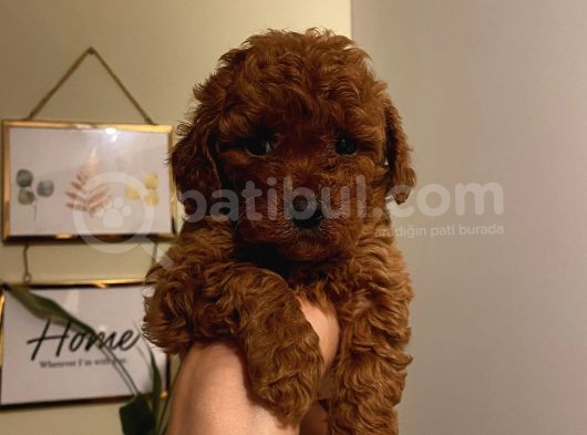 Aşılı Pasaportlu Poodle Yavrularımız görsel