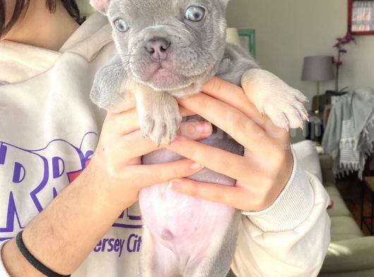 Li̇lac And Tan Özel Renk French Bulldog