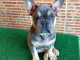 Nadi̇r Bulunan Renklerden Li̇lac Tan Quad Erkek French Bulldog