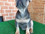 Nadi̇r Bulunan Renklerden Li̇lac Tan Quad Erkek French Bulldog
