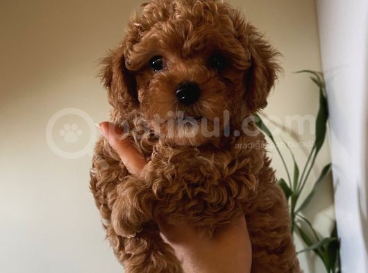 Aşılı Pasaportlu Poodle Yavrularımız