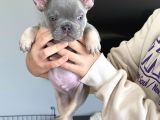 Li̇lac And Tan Özel Renk French Bulldog