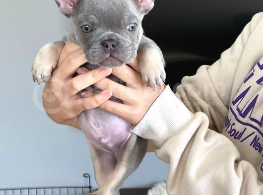 Li̇lac And Tan Özel Renk French Bulldog görsel