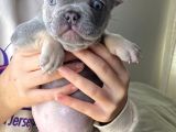 Li̇lac And Tan Özel Renk French Bulldog