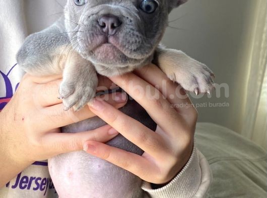 Li̇lac And Tan Özel Renk French Bulldog görsel