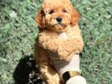 Ruhsatli Ciftligimizden Poodle Bebekler