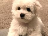 Malteseterrier Tüy Dökmez Orjinal Saf Gerçek Büyümez Sıfır Numara