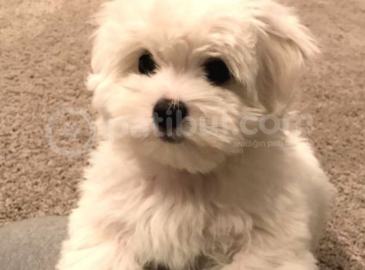Malteseterrier Tüy Dökmez Orjinal Saf Gerçek Büyümez Sıfır Numara görsel