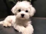 Malteseterrier Tüy Dökmez Orjinal Saf Gerçek Büyümez Sıfır Numara