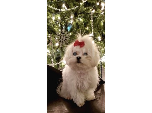 Malteseterrier Tüy Dökmez Orjinal Saf Gerçek Büyümez Sıfır Numara