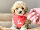 Efsane Guzellikte Maltipoo Bebekler