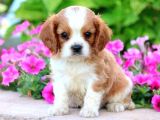 Cavalier Kral Charles Spaniel Orjinal Saf Gerçek Garantili