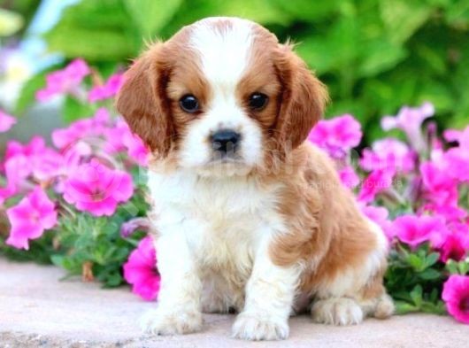 Cavalier Kral Charles Spaniel Orjinal Saf Gerçek Garantili görsel