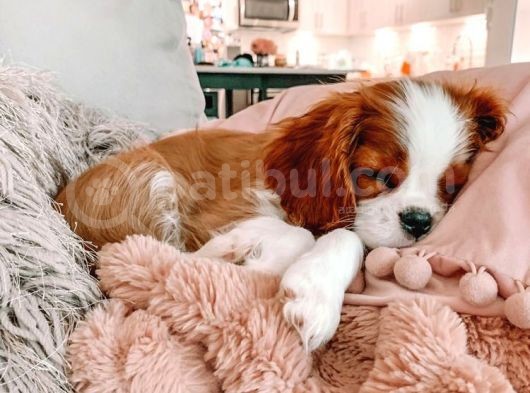 Cavalier Kral Charles Spaniel Orjinal Saf Gerçek Garantili görsel