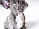 Blue Gri Füme Mavi Gözlü Fransızbulldog Basık Burun Safkan Orjinal