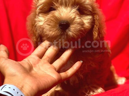 Orji̇nal Malti̇po Yavrular