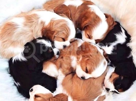 Cavalier Kral Charles Spaniel Orjinal Saf Gerçek Garantili