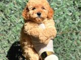 Ruhsatli Ciftligimizden Poodle Bebekler