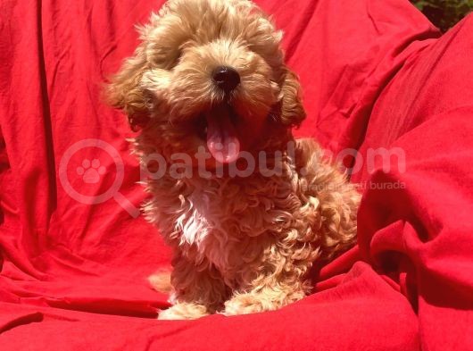 Orji̇nal Malti̇po Yavrular görsel