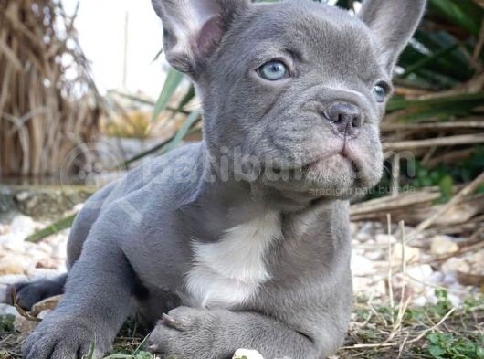 Blue Gri Füme Mavi Gözlü Fransızbulldog Basık Burun Safkan Orjinal görsel