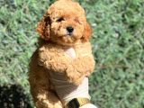 Ruhsatli Ciftligimizden Poodle Bebekler
