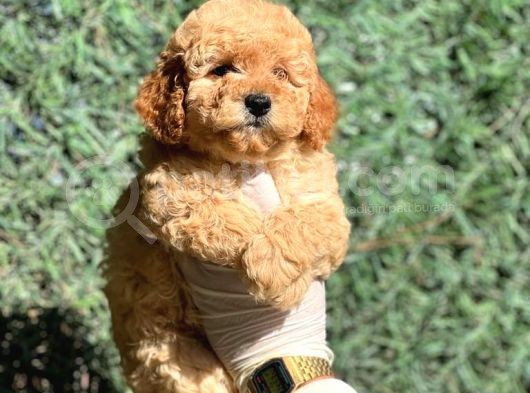 Ruhsatli Ciftligimizden Poodle Bebekler görsel