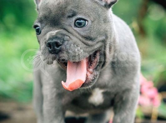 Blue Gri Füme Mavi Gözlü Fransızbulldog Basık Burun Safkan Orjinal görsel
