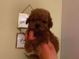 Çok özel Toy Poodle Yavrularımız