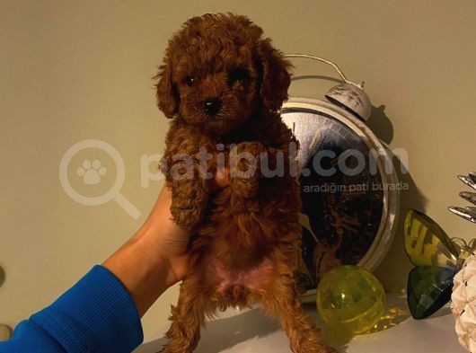 Çok Özel Toy Poodle Yavrularımız görsel