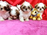 Orijinal Shihtzu Bebeklerimiz