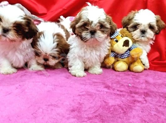 Orijinal Shihtzu Bebeklerimiz görsel