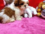 Orijinal Shihtzu Bebeklerimiz
