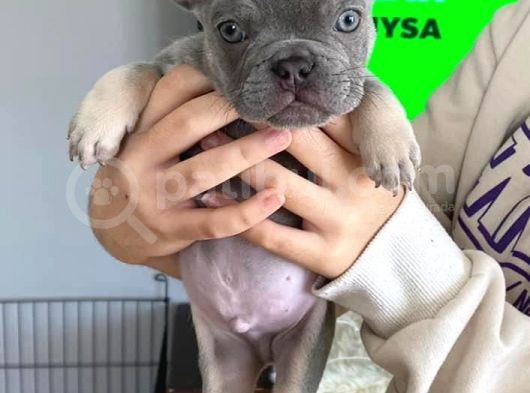 2 Aylık Erkek Lilac Tan French Buldog görsel