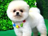 2.5 Aylık Orjinal Pomeranian Yavrular
