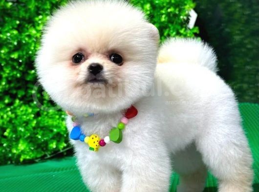 2.5 Aylık Orjinal Pomeranian Yavrular görsel