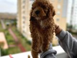 Muhteşem Tüy Yapisina Sahi̇p A Kali̇te Poodle Yavrum