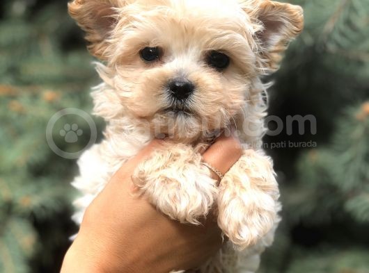 Cep Herkülü Teacup Morkie görsel