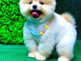 2.5 Aylık Orjinal Pomeranian Yavrular
